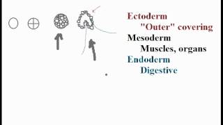 Biolgy Germ Layers Endoderm Mesoderm Ectoderm [upl. by Giordano]