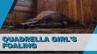 Foaling Process Explained  Follow our mare Quadrella Girl through the birth of her 2024 filly [upl. by Silverman]