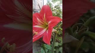 Amarilis garden flores huerta [upl. by Sheree]