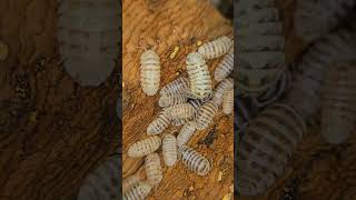 Armadillidium Maculatum Zebra “Champagne” [upl. by Skerl185]