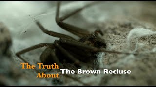 The Truth about the Brown Recluse [upl. by Llednyl]