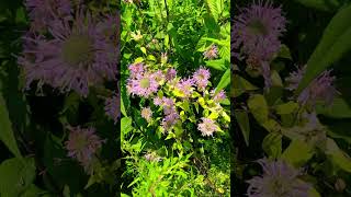 Well preserved ohio prairie shorts wildflowers [upl. by Narayan611]