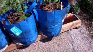 The Self Watering Rain Gutter Grow System Using Grow Bags This should be Interesting [upl. by Elrak]