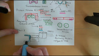 Pain and Analgesic Drugs Part 7 [upl. by Rutger]