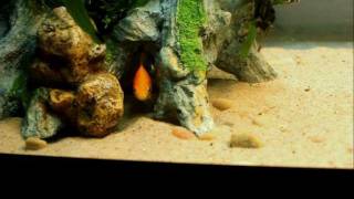 Weather loaches Golden Dojo loaches in 20 gallon long tank [upl. by Maryly]