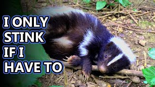 Skunk facts not always stinky  Animal Fact Files [upl. by Secrest301]