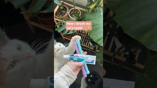 How I brush my cat’s teeth 🪥🐱 cats catlovers pets shorts [upl. by Ellan]