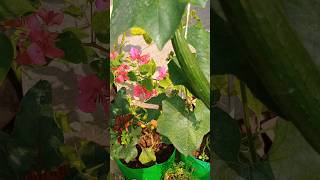 Homemade liquid fertilizer for plants 🪴shorts [upl. by Pinto41]