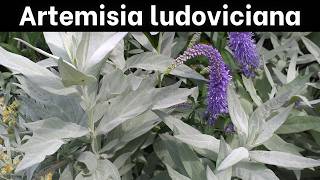 Artemisia ludoviciana  Introduction amp Growing Info [upl. by Ecadnarb]