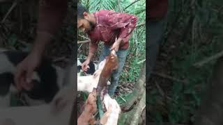 agouti hunt dog run extreme hunters Trinidad and Tobago [upl. by Indys909]