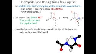 Metabolism of Branched Chain Amino Acids [upl. by Rabaj]