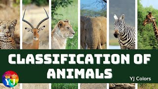 Classification of Animals  Types of animals  Vertebrates amp invertebrates  cocomelon  chuchutv [upl. by Aseek]