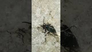 Ensign wasp lifecycle sa itlog ng ipis sya nangingitlog insects bugs shortsvideo shorts [upl. by Bainter]