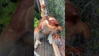 Proboscis monkey Nakula sees Tony flash their excited reaction Changlong Proboscis Monkey Come to [upl. by Ayhay]