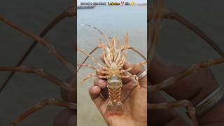 From Trap to Freedom The Rescue of a Lobster saveing shorts sea lobster [upl. by Westerfield]