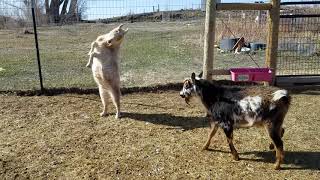 GOATS BUTTING HEADS  Common Goat Behaviors [upl. by Broeker]