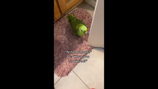 Parrot Speaking Spanish With Owner [upl. by Figge463]