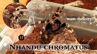 11 Ptaszniki  Nhandu chromatus  Opis gatunkowy i hodowla [upl. by Sola882]