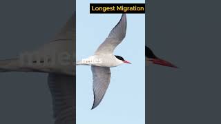 🌍🐦Longest Migration Arctic Terns 71000 km Migration facts [upl. by Hancock]