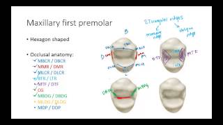 Dental Anatomy Premolars [upl. by Eimot725]