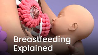 Breastfeeding 3D Animation Explained [upl. by Atonsah390]