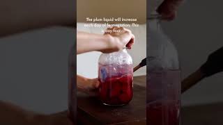 Lacto Fermented Plums  Easy and Cheap Way to Ferment [upl. by Ativ]