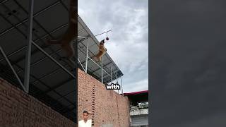 Belgium dog training 😱🔥  shorts dog belgianmalinois malinoislovers dogtraining parkour [upl. by Ahsats]