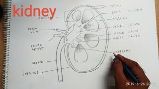 How to draw kidney step by step [upl. by Yevreh]