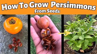 How to Grow Persimmons From Seeds Fuyu and American Persimmons [upl. by Ytrebil376]