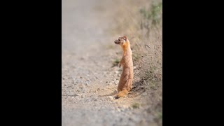 Long Tailed Weasel Encounter [upl. by Willmert]