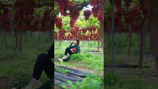 Beautiful Nature with Rural Life  Harvest bunches of sweet red grapes [upl. by Wieche970]