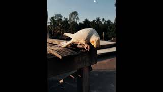 MDEmon362 foyou birds cuteanimals 1mviews cutebirds youtubeshor [upl. by Tseng801]