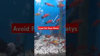 Why buy Platys from local breeders [upl. by Marinna]