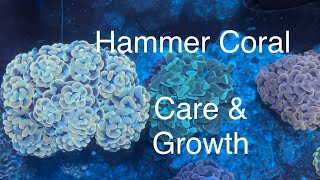 Hammer Coral Care Growth Feeding Dosing Flow Placement Saltwater Coral Reef Aquarium [upl. by Dimmick]