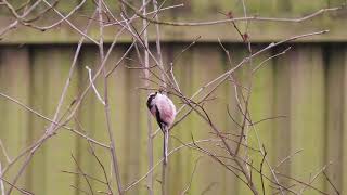 Longtailed Tit  Staartmees  Mito Común  Langschwanzmeise  Aegithalos caudatus [upl. by Nylave]