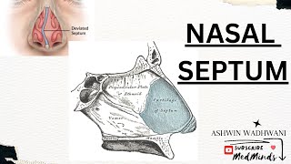 Nasal Septum Anatomy Blood Supply and Nerve Supply with Applied Anatomy [upl. by Glialentn]