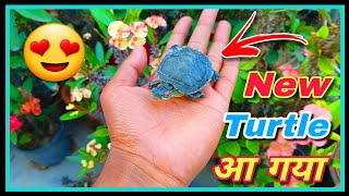 Finally Get a New Turtle 🐢😍😍  How to order turtle online [upl. by Dorrie]