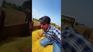 Finally harvester se soyabean katwa hi li aaj🚜🌾🍃🌿🌱khetibadi 🌾❤️farming dailyminivlog 🚜 [upl. by Phare]