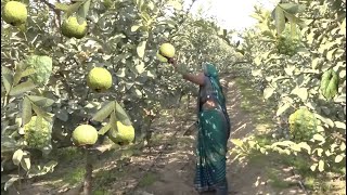 सर्दियों में पीजिए अमरूद का जूस II दिल की बीमारी और मधुमेह के लिए लाभदायक GUAVA from DOOR NEXT FARMS [upl. by Hawger]