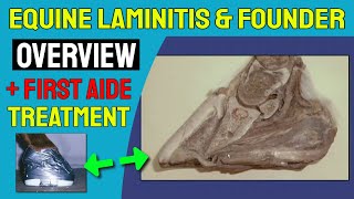 Equine Laminitis and Founder Overview PLUS First Aide for Foot Function Restoration [upl. by Nitnelav]