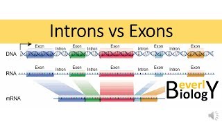 Introns vs Exons [upl. by Norrej]