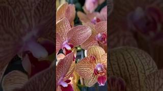 Few people know that banana peels will make orchids bloom like crazy at homeplantsorchidflowers [upl. by Aihk]