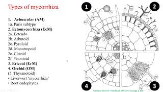 Mycorrhiza its types and use of mycorrhizal traits back to the roots [upl. by Eurydice444]