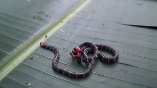 RedTailed Coral Snake Micrurus mipartitus tail display [upl. by Zamir394]