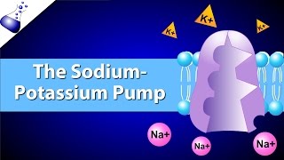 The SodiumPotassium Pump [upl. by Demmer525]