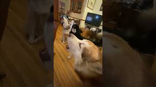 Alaskan Malamute Howling Evening Rehearsals howlingdogs malamutelovers alaskanmalamutes [upl. by Attenol]