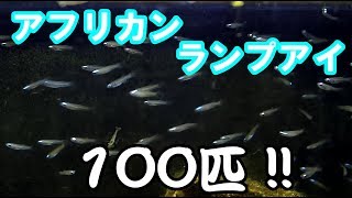 ネットで100匹熱帯魚買ったので立ち上げた水槽に入れてみた【アクアリウム】 [upl. by Gem]