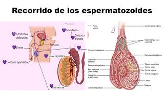 Recorrido de los espermatozoides [upl. by Alekin]