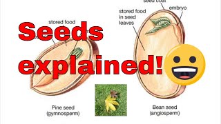 Seed germination explained What is a seed How do seeds grow [upl. by Kliment]