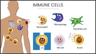 【MHC Tetramer】2 Immune System [upl. by Rae]